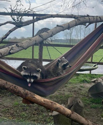 two cats laying in a hammock at Familienhof Funny in Galenbeck
