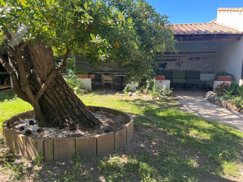 a tree in a planter next to a house at Hôtel Le Mirage in Saintes-Maries-de-la-Mer