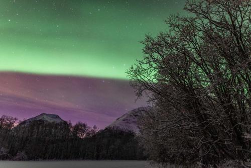 an aurora shines in the sky over a lake with trees at Boukersen Heim in Tromsø