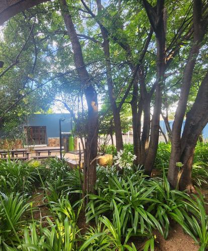 a group of trees and plants in a park at Picanha Guesthouse in Heidelberg