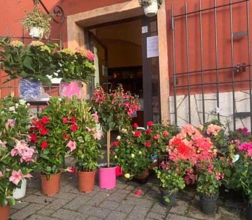 a bunch of flowers in pots in front of a building at Finale Ligure Gorra Rooms Rosa di Mare vicino al mare lontano dal caos! in Borgio Verezzi