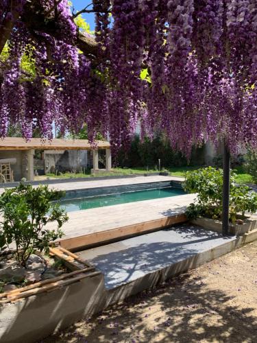 une piscine avec des fleurs violettes suspendues à un arbre dans l'établissement Maison La Glycine domaine viticole de 1 à 8 personnes, à Lauraguel