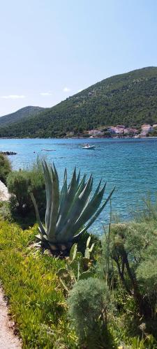 a large green plant on the side of a body of water at Toma's Apartment in Grebaštica