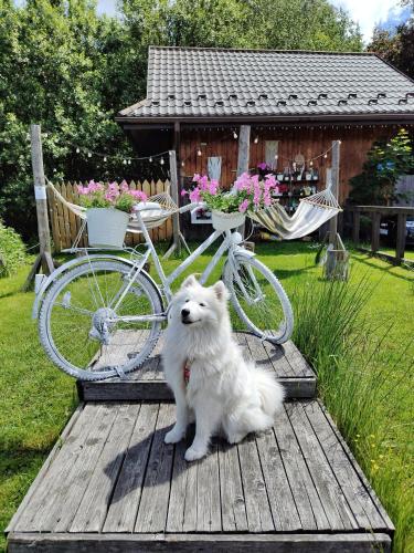 a white dog sitting on a wooden deck next to a bike at Czarna Owca in Istebna