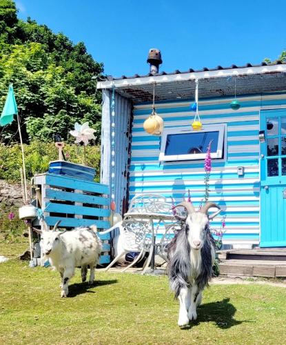 two goats standing in the grass in front of a house at Treguth Glamping Unique Experience - Themed Huts in Saint Day