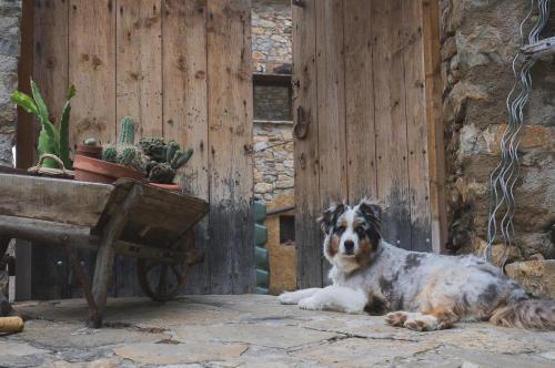 a dog laying on the ground next to a wooden door at Casa Jaumet: un lloc de pau on escoltar el silenci in Aramunt