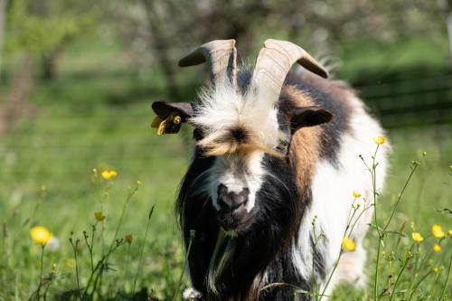 a goat running in a field of grass at Smrekarjeva Domačija in Postojna
