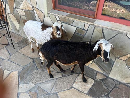 two goats standing next to a stone wall at Amazi Land Home and Farm Stay in Kibuye