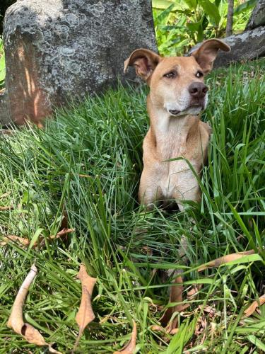 a dog laying in the grass next to a rock at Amazi Land Home and Farm Stay in Kibuye