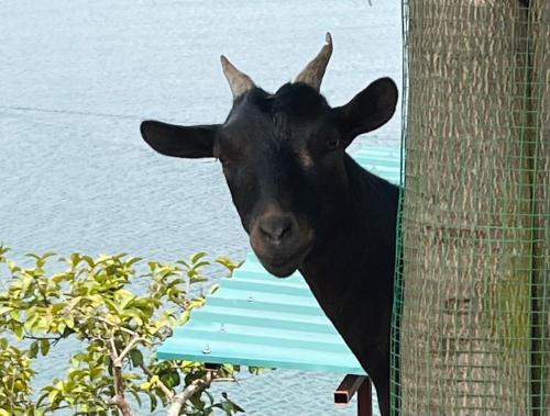a black cow sticking its head out of a fence at Amazi Land Home and Farm Stay in Kibuye