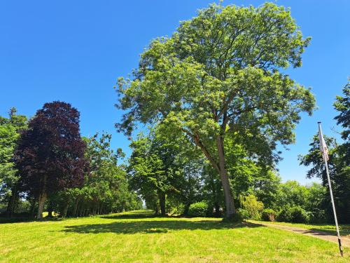 un arbre dans un champ à ciel bleu dans l'établissement Château d'Agy, à Agy