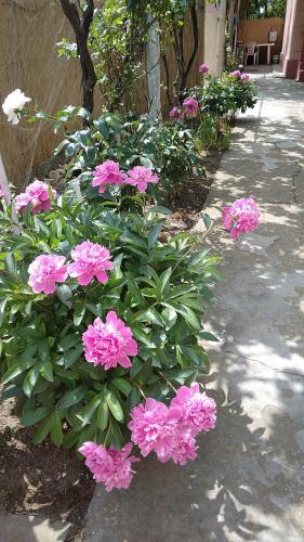 a bunch of pink flowers in a garden at Casa antonyo in Jurilovca