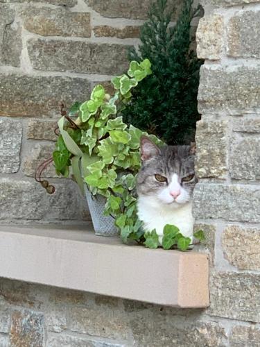 a cat sitting on a ledge next to a potted plant at B&B Beauty House in Cesena