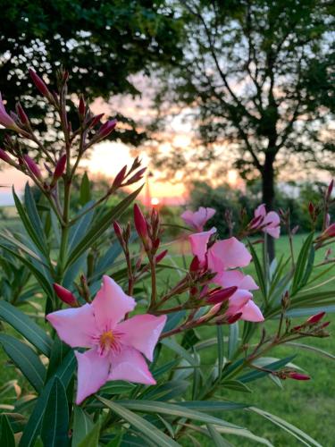 a bush of pink flowers in a park at B&B Beauty House in Cesena