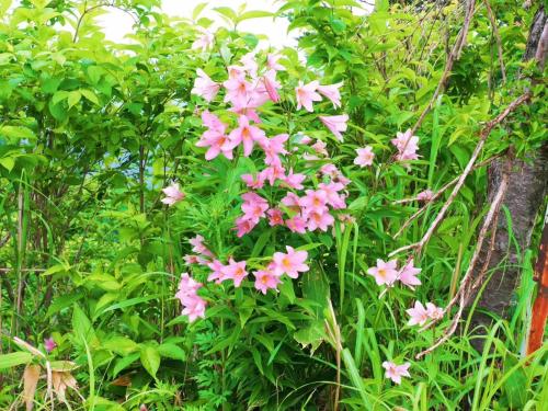 a bunch of pink flowers growing next to a tree at Asakusa Sanso in Uonuma