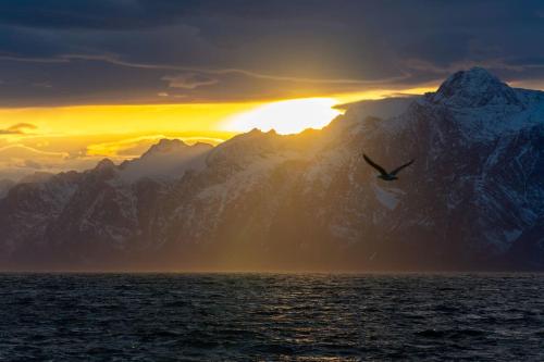 ein Vogel, der mit einem Berg über das Wasser fliegt in der Unterkunft New exclusive appartment with seaview in Tromsø