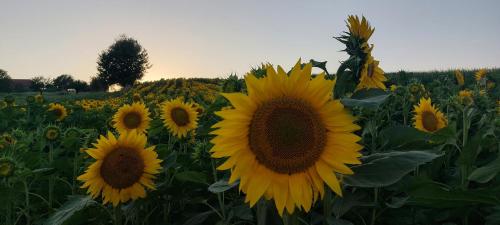 a field of sunflowers in a field at Apartma Vita in Moravske Toplice