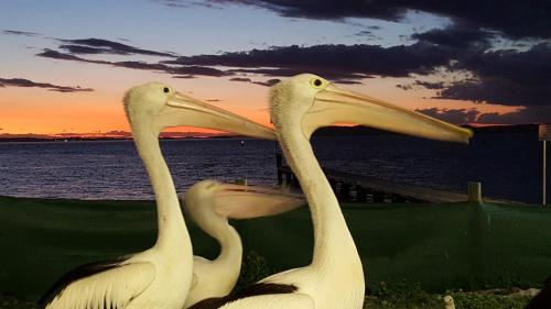 three white pelicans standing in front of the water at Admiral Nelson Motor Inn in Nelson Bay