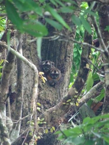 a sloth sitting in the middle of a tree at Amazon Jaguar Adventure & Lodge in Iquitos