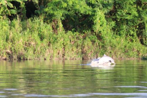 a duck swimming in a body of water at Amazon Jaguar Adventure & Lodge in Iquitos