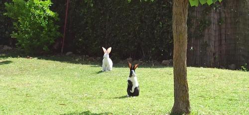 two rabbits sitting in the grass next to a tree at Agriturismo La Talpa in Marsiliana