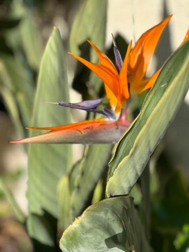 an orange flower sitting on top of a plant at La villa des oliviers in Sorède