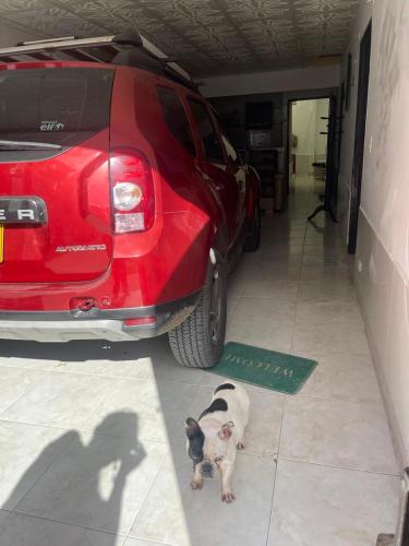 a dog standing in front of a red car at La plata huila in La Plata