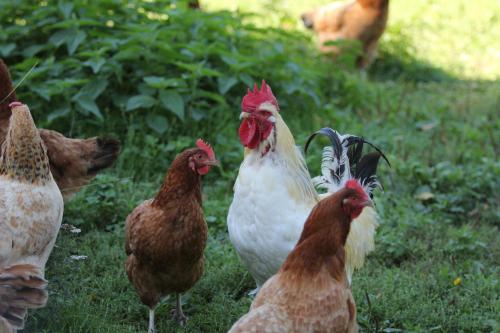 a group of chickens standing in the grass at Agroturystyka Nasza Bajka in Pieniężno
