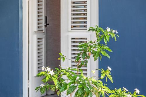 a window of a blue building with a plant in front of it at PM78 Boutique Apartments in Willemstad