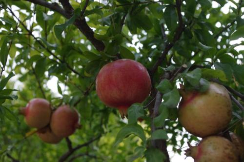 a group of apples hanging from a tree at Baia Degli Aranci Suite & Apartments in Vieste