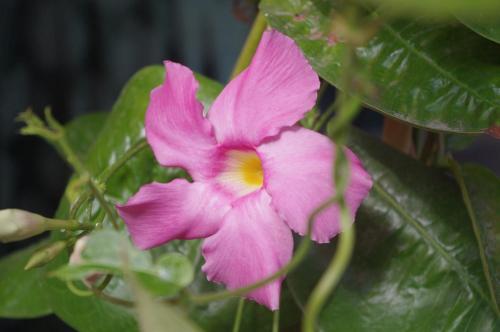 a pink flower on a plant with green leaves at Baia Degli Aranci Suite & Apartments in Vieste