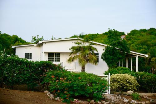 a white house with a palm tree in front of it at FonteinZen - Home with big garden at Fontein in Willemstad