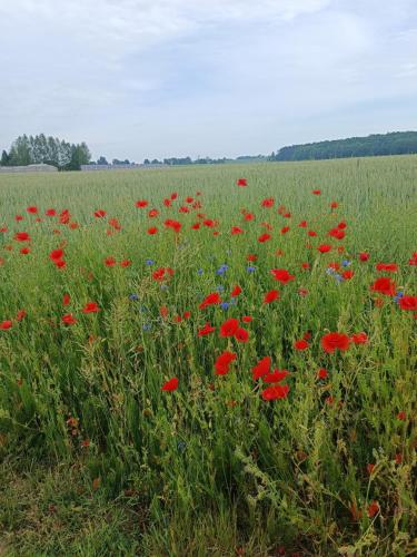a field of red flowers in a green field at Sosnowy Gaj in Sławutowo