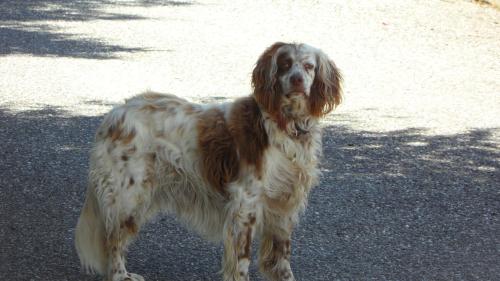 a brown and white dog standing on the street at B&B Scotty & Co. in Susa