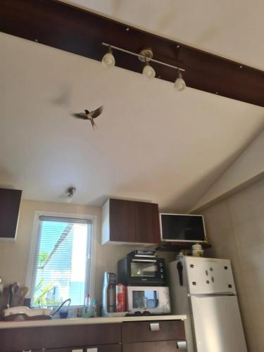 une cuisine avec un oiseau suspendu au plafond dans l'établissement Bungalow charmant à Sigean avec piscine et jardin clôturé, à Sigean