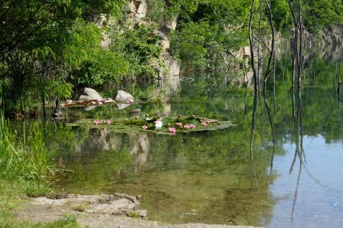 a bunch of animals swimming in the water at Apartmán Mločí údolí • Podyjí in Znojmo