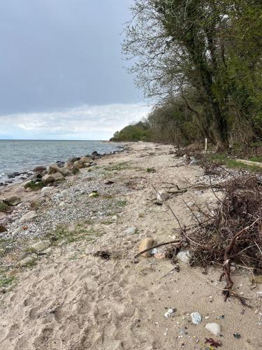 a sandy beach with trees and the water at Rinkenæshus Hytte A in Gråsten