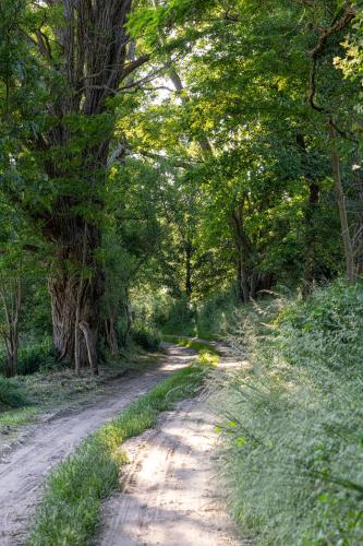 a dirt road with trees on either side at Wellnessparadies mit Sauna und Whirlpool in Krakow am See