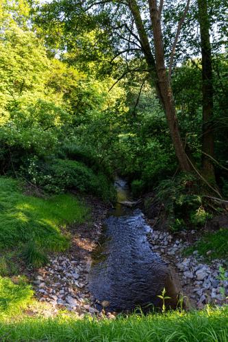 a stream of water in the middle of a forest at Wellnessparadies mit Sauna und Whirlpool in Krakow am See
