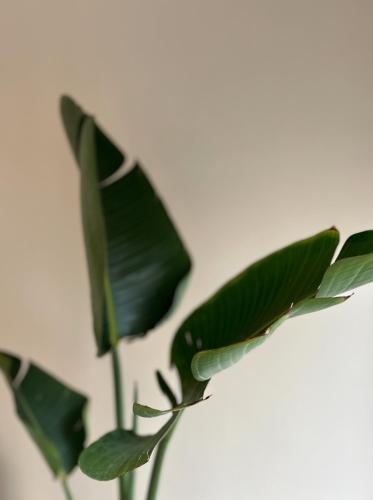 a green plant with green leaves next to a wall at Costa Sun Apartment in Calella