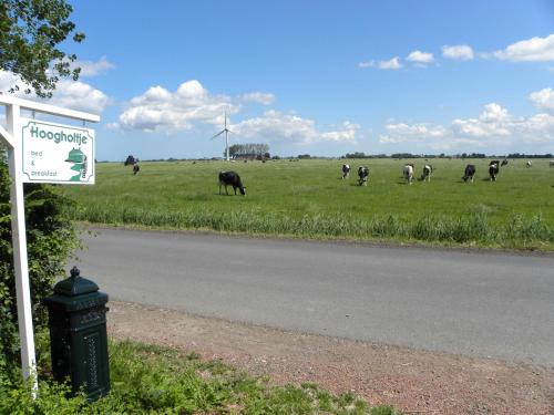 a herd of cows grazing in a field with a sign at B&b Hoogholtje in Onderdendam