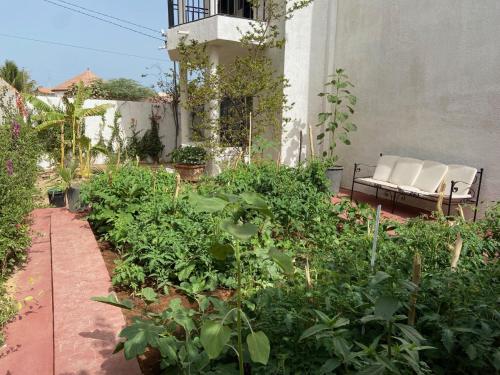 Κήπος έξω από το Schöne Villa in Nianing, Mbour, Senegal