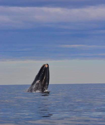 a dolphin sticking its head out of the water at Complejo Anita 07 in Las Grutas