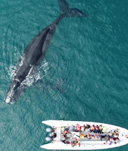 a dolphin swimming next to a boat in the water at Complejo Anita 07 in Las Grutas