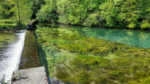 a river with green algae on the side of it at Vikendica Davidović in Landeke