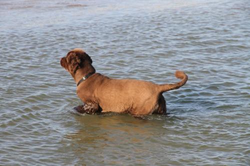 a brown dog is standing in the water at Ferienwohnung Seebergweg in Maasholm-Bad