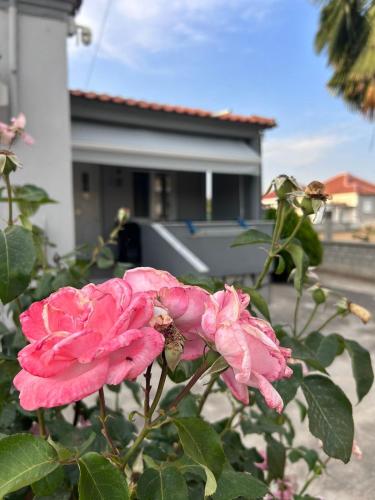 a pink rose in front of a house at Amaya Pine Rooms in Keramotí
