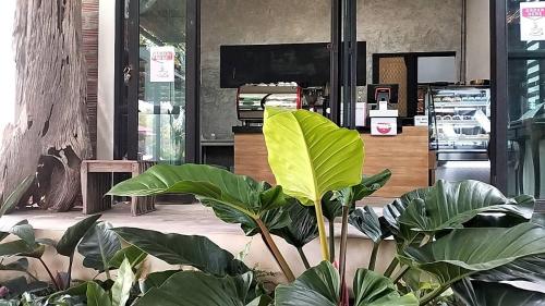 a large green plant sitting in a room at แอทชฎา เชียงใหม่ @Shada Chiang Mai in Chom Thong