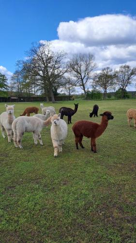 a herd of sheep and goats standing in a field at Tiny House & Alpaka-Erlebnis im Ruhner Land - Naturidylle pur in Ziegendorf