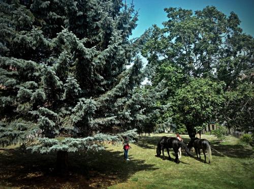 two people walking two horses in a field next to trees at Apartments No.59 Loket in Loket